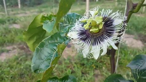 Primeira Flor Do Maracujazeiro Passiflora Edulis Flavicarpa Parte 13