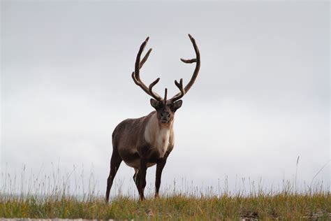 Reindeer and caribou - WWF Arctic