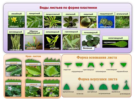 Презентация "Внешнее строение листа"