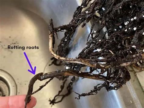 Monstera Root Rot Signs And Treatment Pretty Backyard