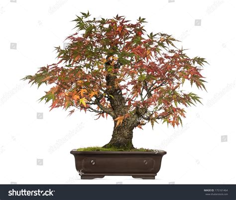 Acer Japonicum Bonsai Tree Isolated On Stock Photo 175161464 | Shutterstock