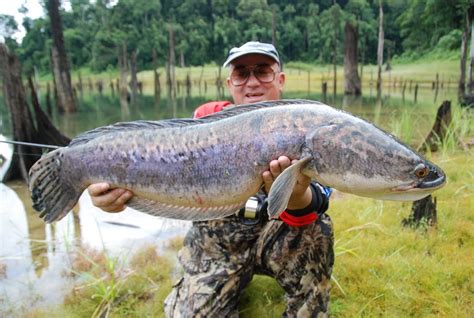 World Record Northern Snakehead