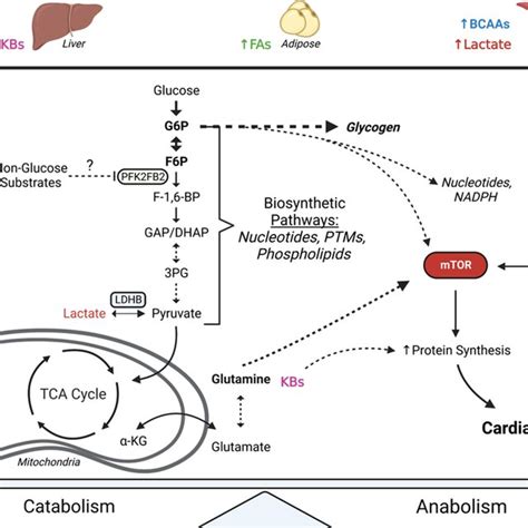 Coordinated Metabolic Responses Facilitate Exercise Induced Cardiac Download Scientific Diagram