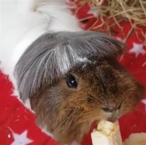 Guinea Pig Haircut Trend