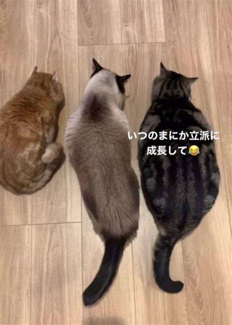 【画像】『突然家の前にケガをした猫が』1年後の光景が感動的すぎると478万再生「素敵な話で涙がでた」「運命ってすごい」の声 810