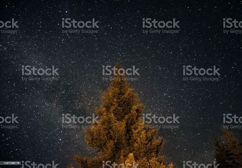 Top O F An Evergreen Tree Against Bright Starry Sky Background Stock