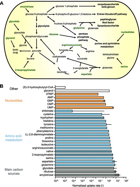 Metabolism Of Rhizobium Leguminosarum In The Pea Rhizosphere A