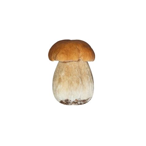 Hermoso Boletus Edulis Aislado Sobre Fondo Blanco Foto Premium