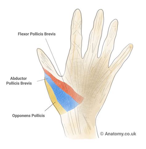 Thenar Eminence - Anatomy, Pain, Atrophy & Pictures