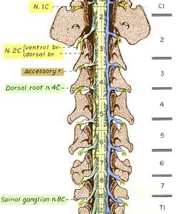 Lab 2 Spinal Cord Gross Anatomy