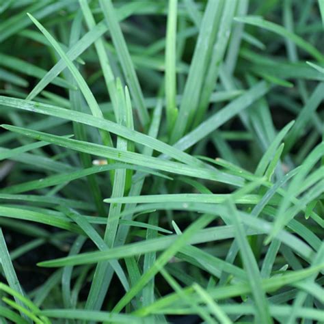 Plantes Vivaces OPHIOPOGON Japonicus Herbe Aux Turquoises Muguet Du