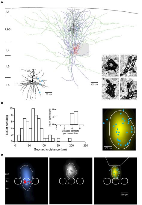 Morphological Characterization Of Synaptic Connections Using Paired