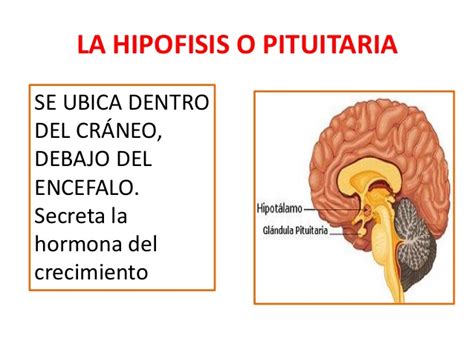 HORMONA HIPÓFISIS O PITUITARIA