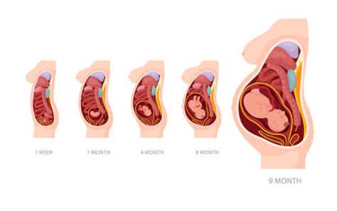 Así se mueven tus órganos durante el embarazo BabyCenter