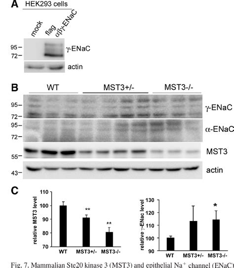 Figure From Mst Is Involved In Enac Mediated Hypertension