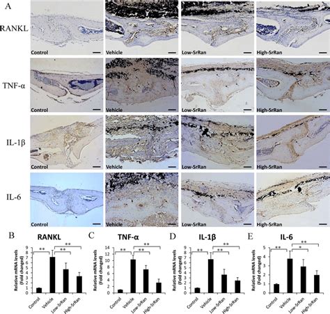 Expression Of Rankl Tnf Il And Il In Mouse Calvariae A