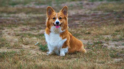 Icelandic Sheepdog - Profile | Facts | Care | Traits | Personality ...