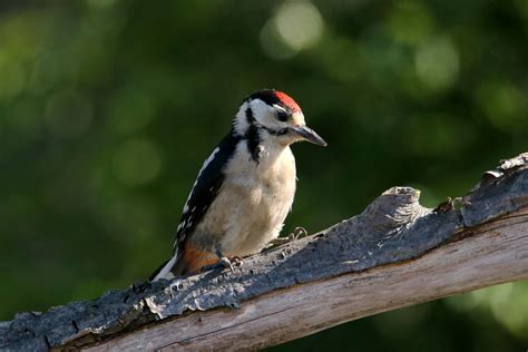 Vroege Vogels Foto Vogels Jonge Grote Bonte Specht