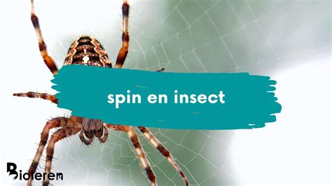 Bioleren Waarom Is Een Spin Geen Insect Youtube