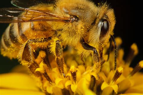 How Do Bees Get Pollen Out Of Flowers At Hazel Crosby Blog