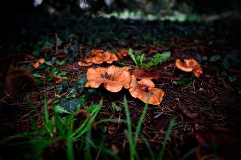 10 Common Mushrooms In Pennsylvania Star Mushroom Farms