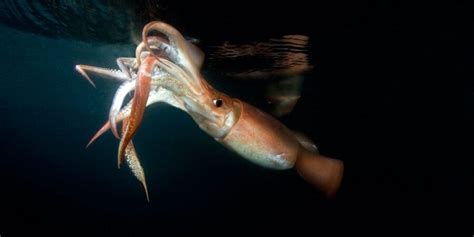 The Humboldt Squid | Critter Science