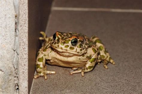 Premium Photo Big Ugly Frog Common European Toad Bufo