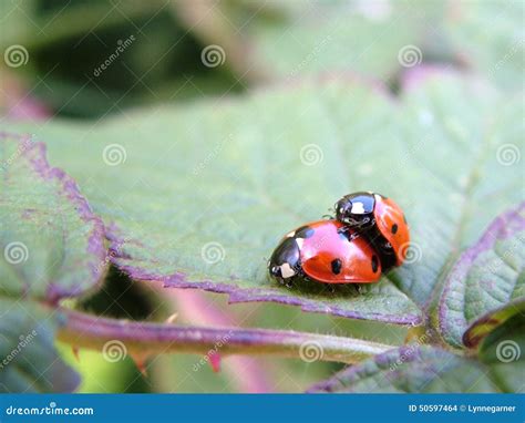 Male And Female Seven Spot Ladybird Stock Photo Image Of Ladybirds