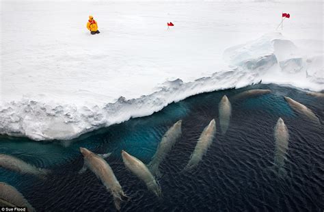 My Favourite Polaroids Award Winning Arctic Photographers Best Images