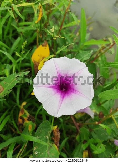 Ipomoea Nil Species Ipomoea Morning Glory Stock Photo