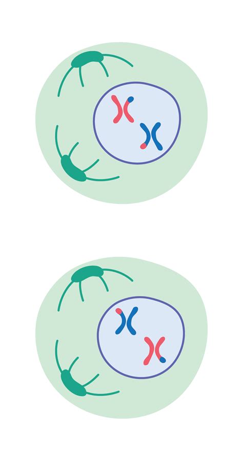 Fases de la mitosis y la meiosis Biología y Geología Explicación y