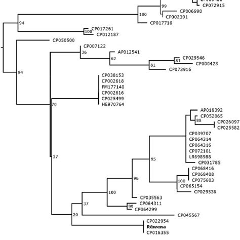 Maximum Likelihood Tree Based On The Concatenated Mlst Sequences Of