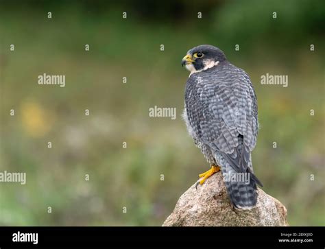 Peregrine Falcon Standing on a Rock in a Field Displaying its Back ...