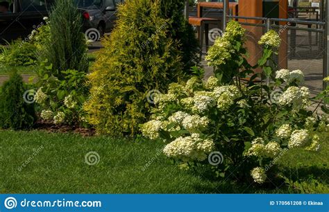 Arbusto Europeo De Buldenezh De Viburnum Opulus Var Sterile Boule De