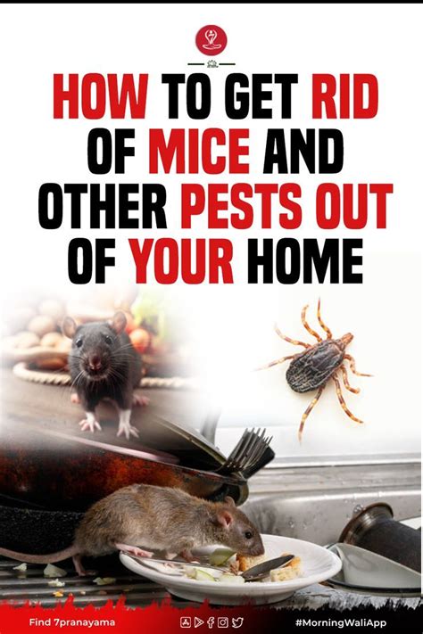 Effective Ways To Eliminate Mice And Pests From Your Home