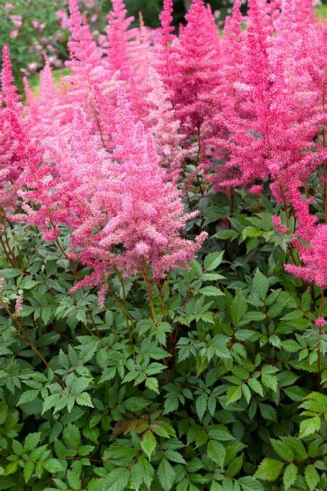 22 Shade Loving Perennials For Your Garden | TheGrow