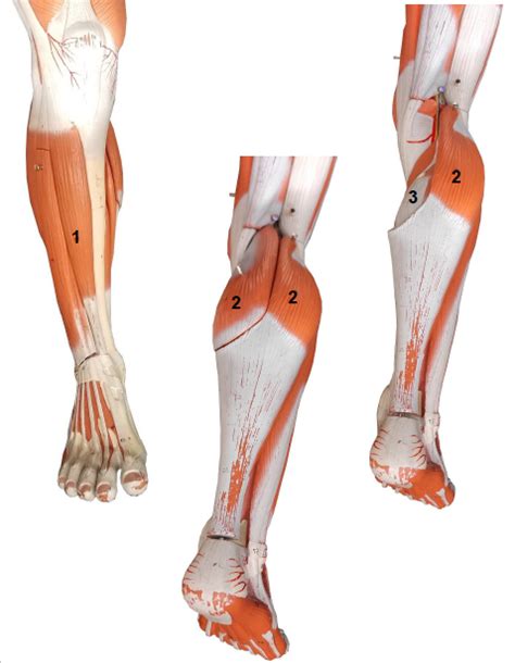 Bio Lab Leg Muscles Actions Anterior And Posterior View Diagram