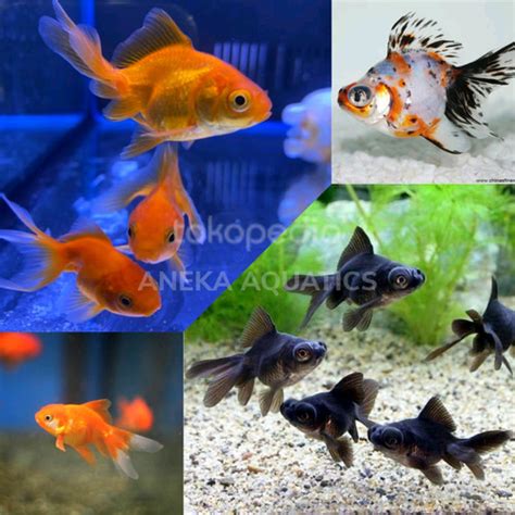 Jual Ikan Hias Mas Koki Mutiara Oranda Black Moor Ikan Hias Air