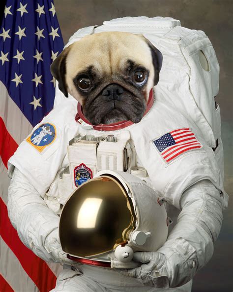 PUG SLOPE Blog Archive Pugstronaut