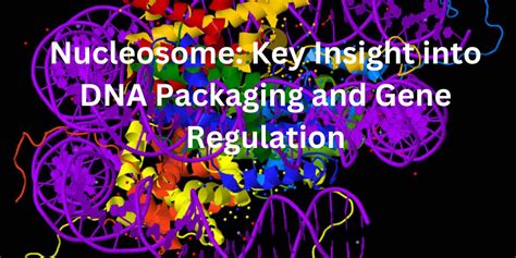 Nucleosome: Key Insights into DNA Packaging and Gene Regulation