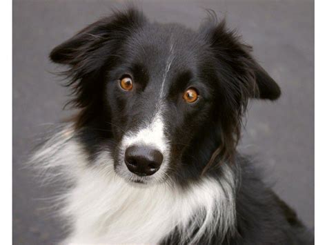 Border Collie Wallpapers - Wallpaper Cave