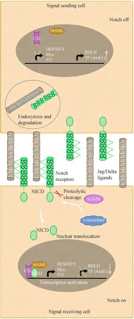 Schematic Of The Notch Signaling Pathway Notch Ligands And Receptors