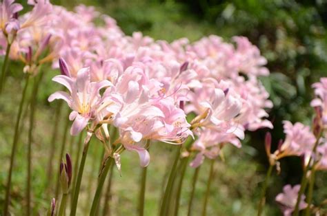 ネリネの花言葉の意味と由来種類別の花言葉とその魅力を徹底解説 胡蝶蘭スタンド花のプレミアガーデン