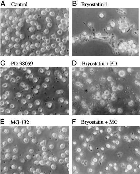 MAPK-mediated p53 degradation is associated with cell differentiation ... 
