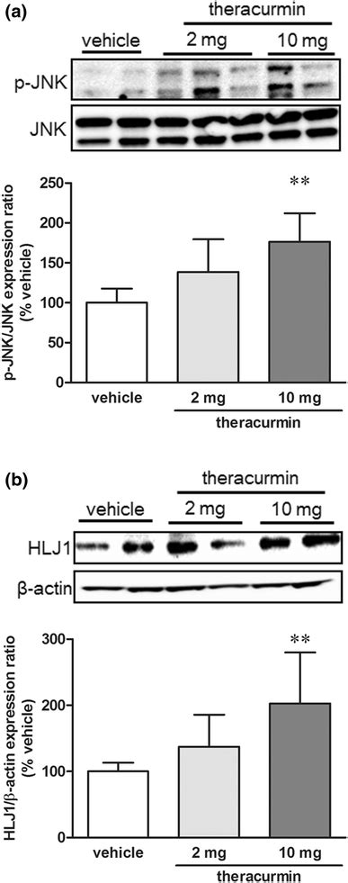 Phosphorylation Level Of Jnk A And Hlj1 Expression Level B In The Download Scientific