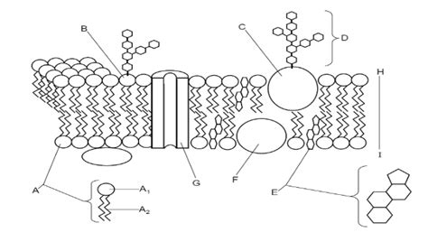 2018 Unit 3 Quiz 1 Cell Membranes Diagram Quizlet