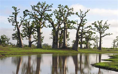 Muséum de Toulouse on Twitter BOTANIQUE Le baobab arbre sacré d