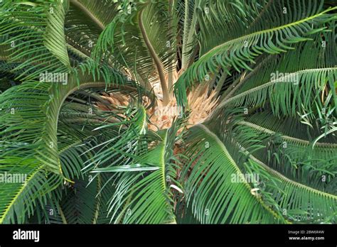 Sagou Palm Cycas Revoluta Appelé King sago sagou cycad et palmier