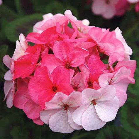 Inspire Appleblossom Geranium Seeds Geraniums Geranium Flower