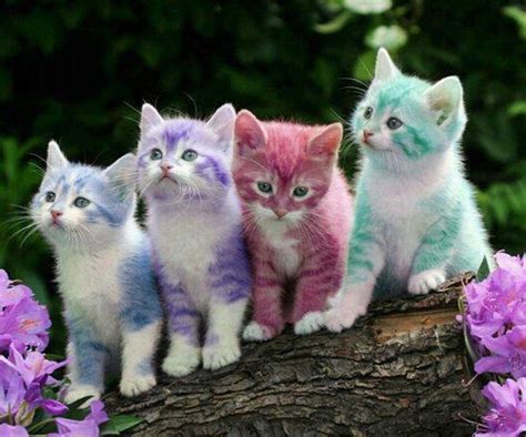 Love My Rainbow Kittens Cute Animals Pinterest Kittens Kitty And